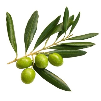 Φύλλα ελιάς