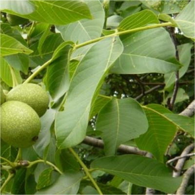 Καρυδόφυλλα