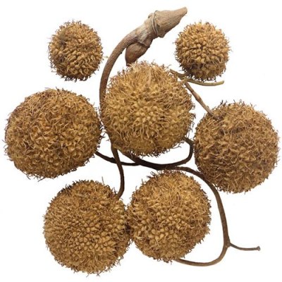 Πλατανόμηλα