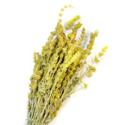 Τσάι βουνού